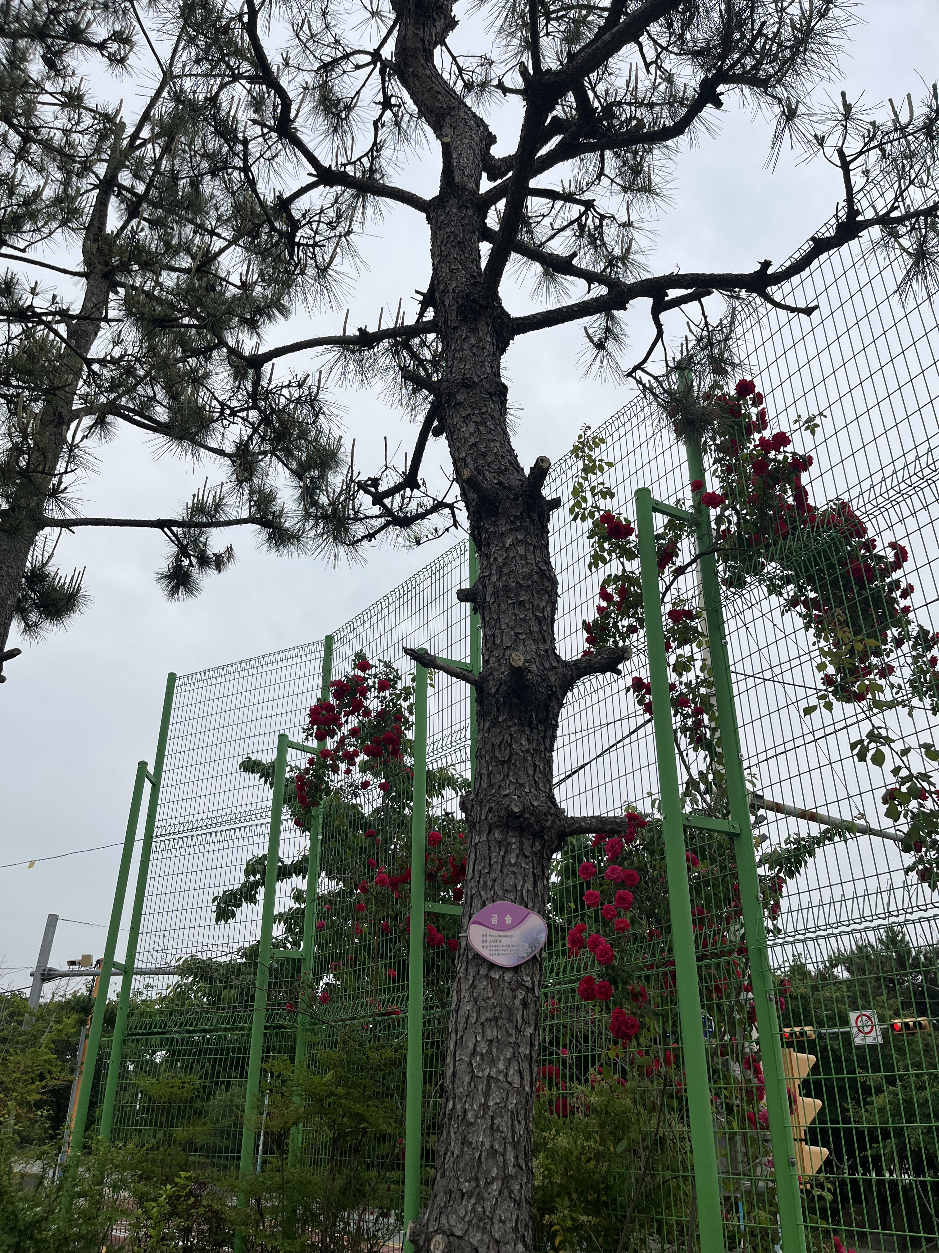 곰솔(소나무)