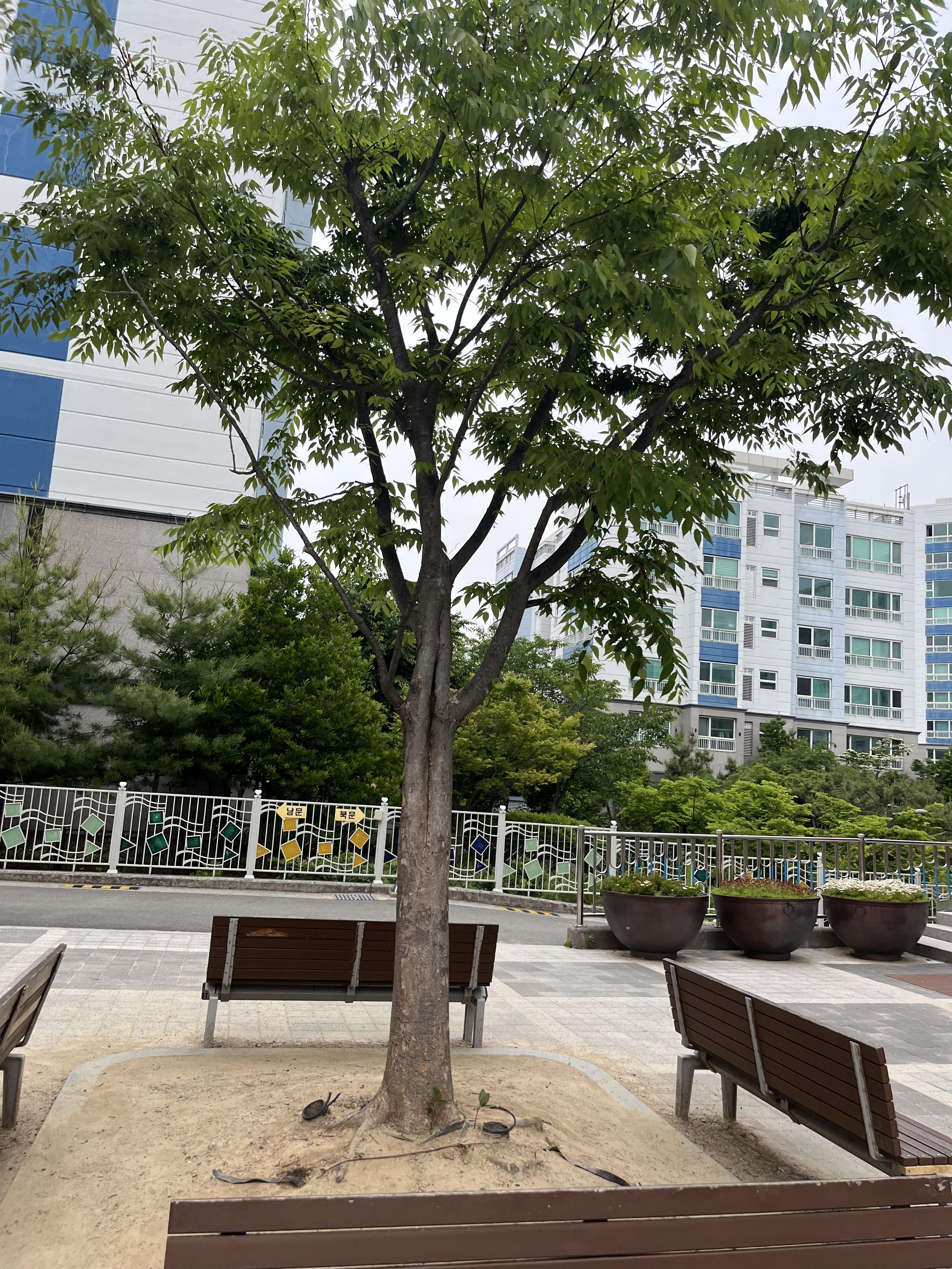 느티나무