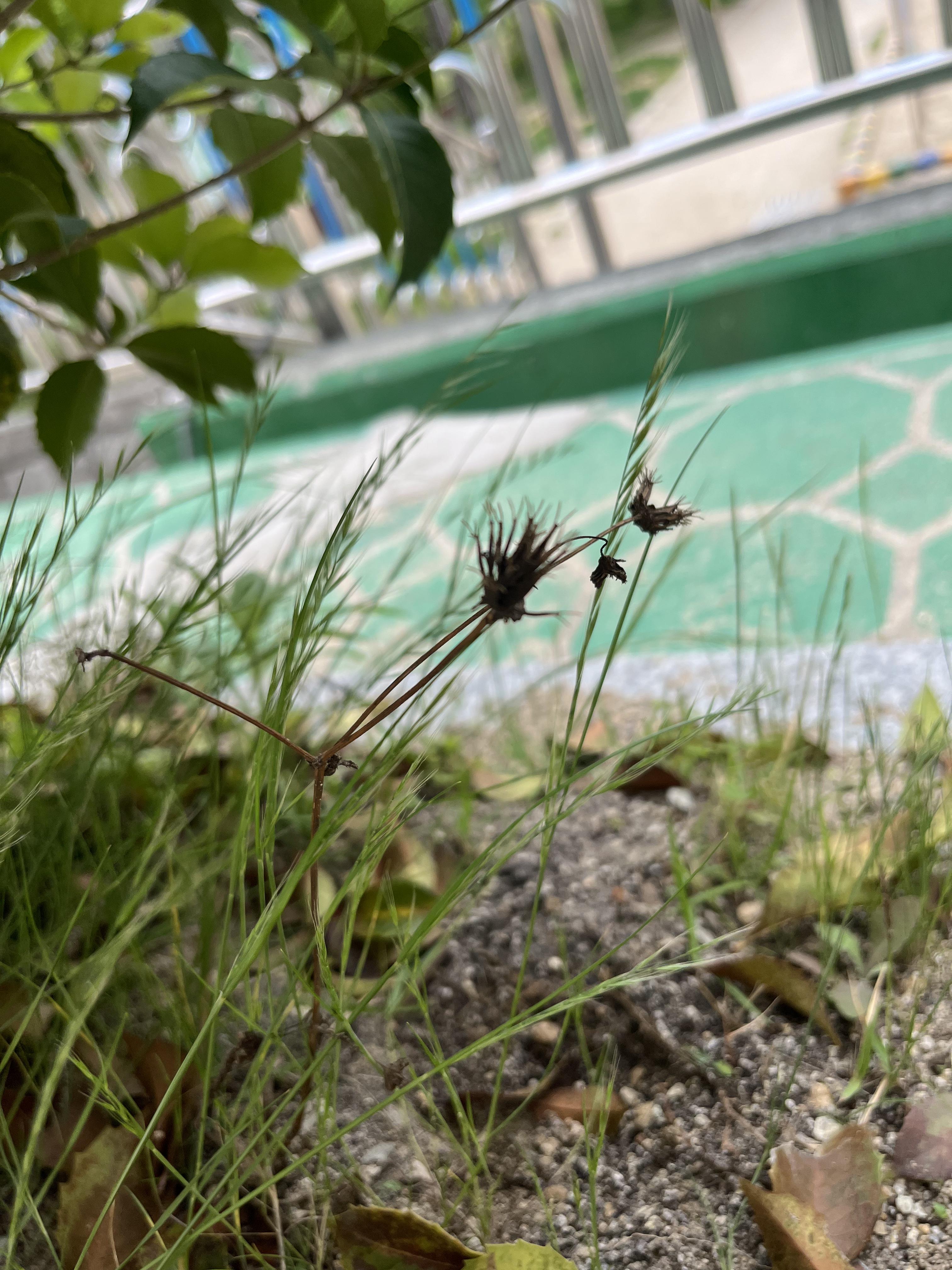 도깨비풀
