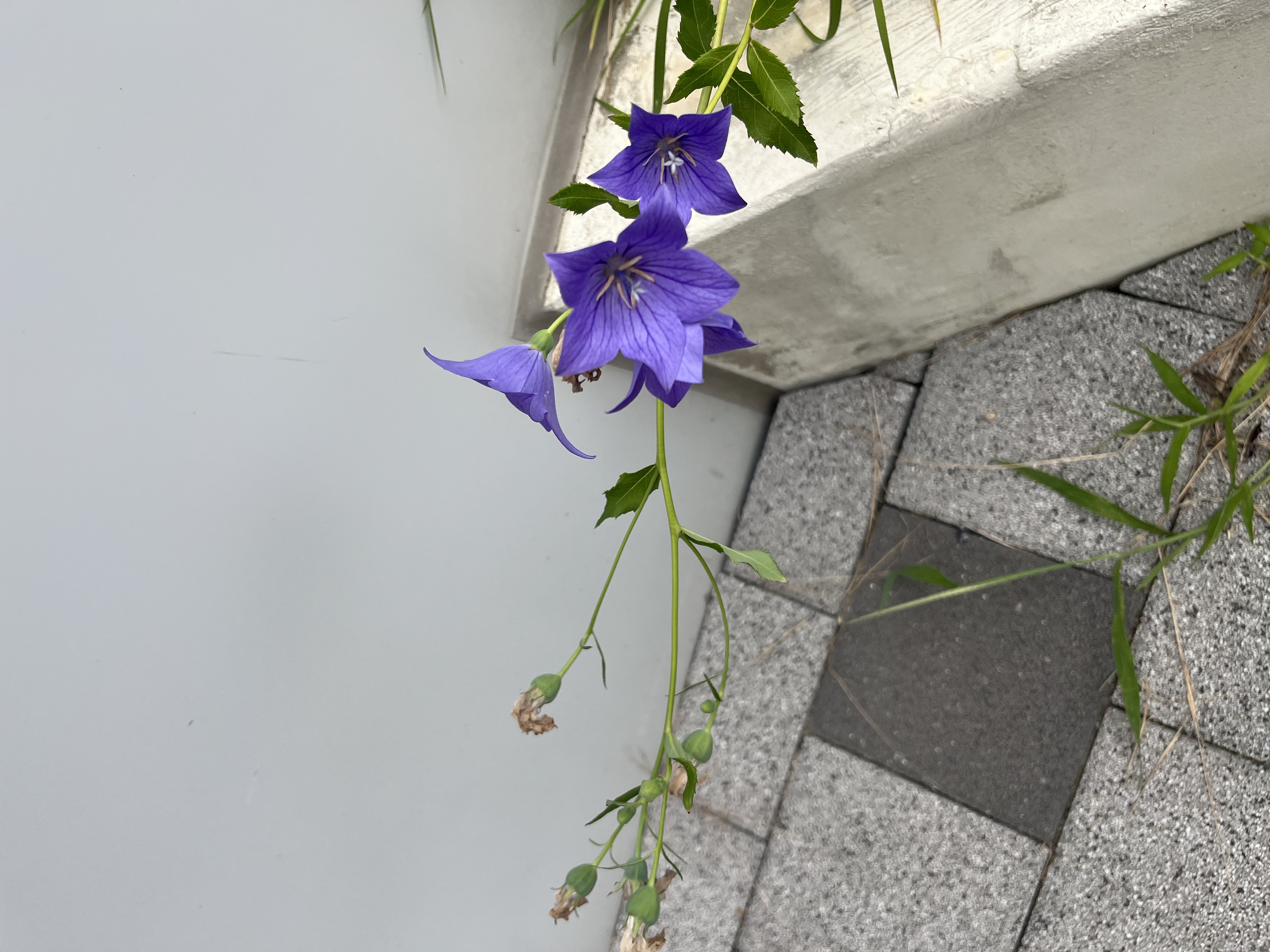 도라지