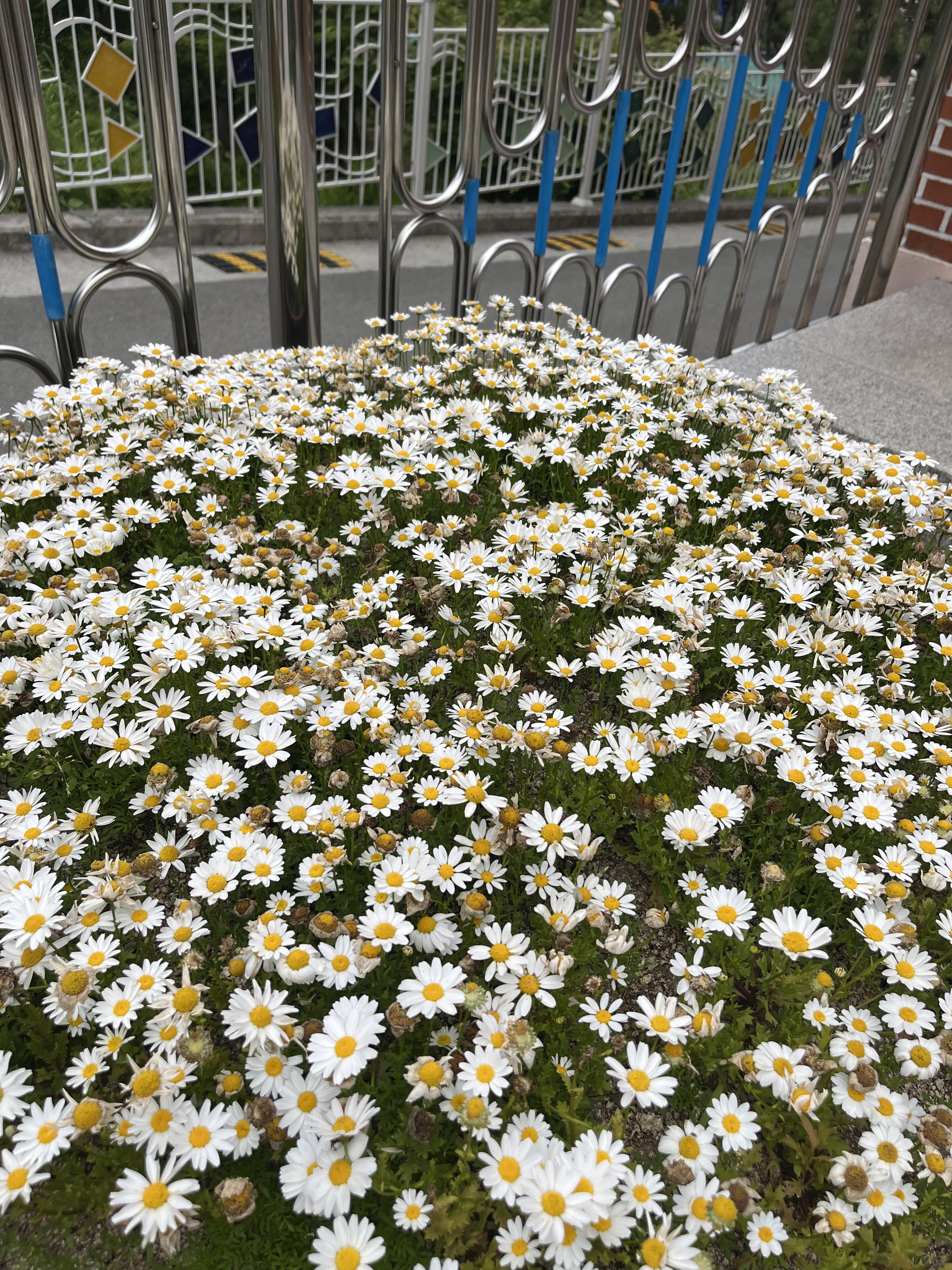 마가레트