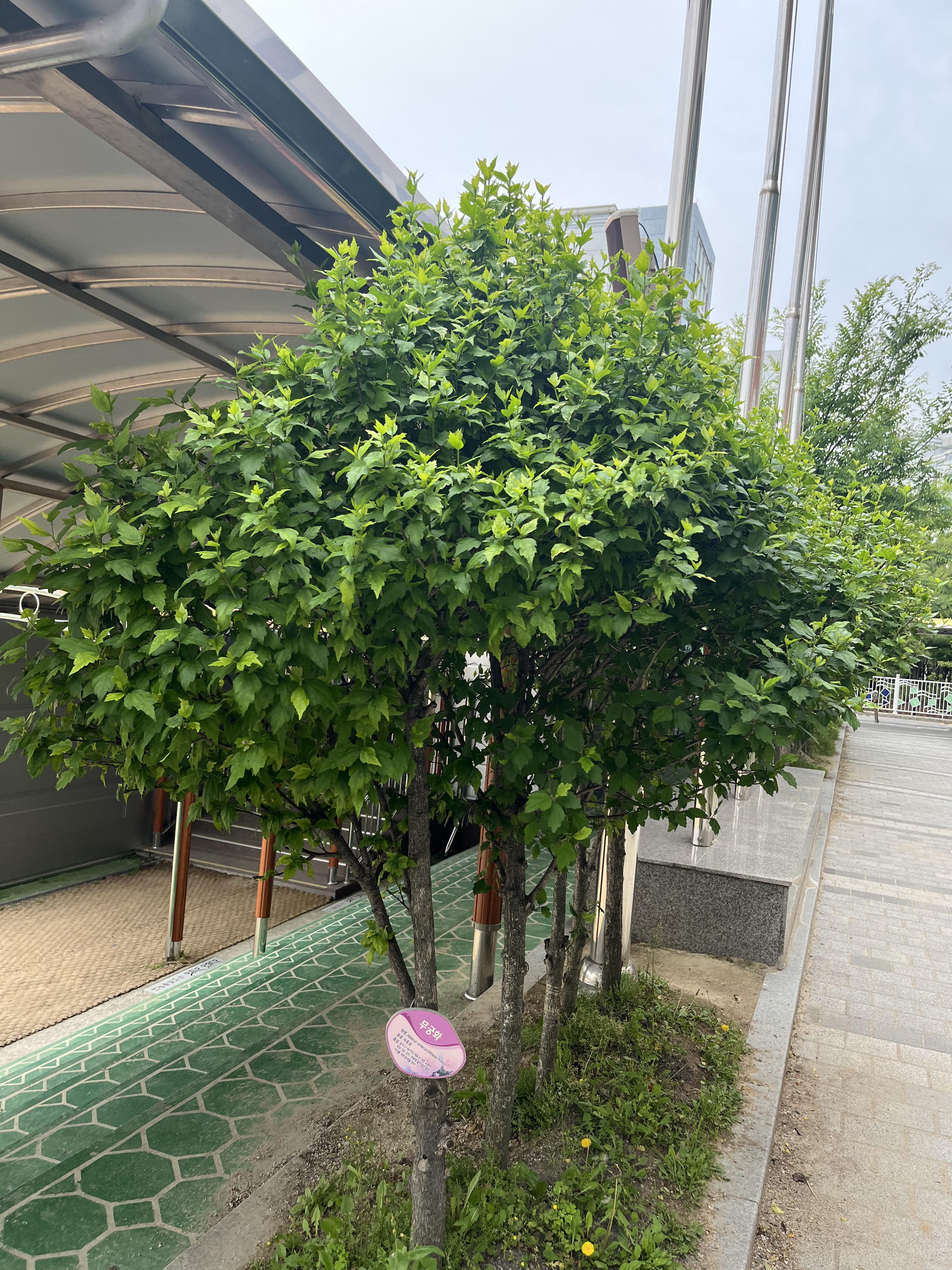 무궁화
