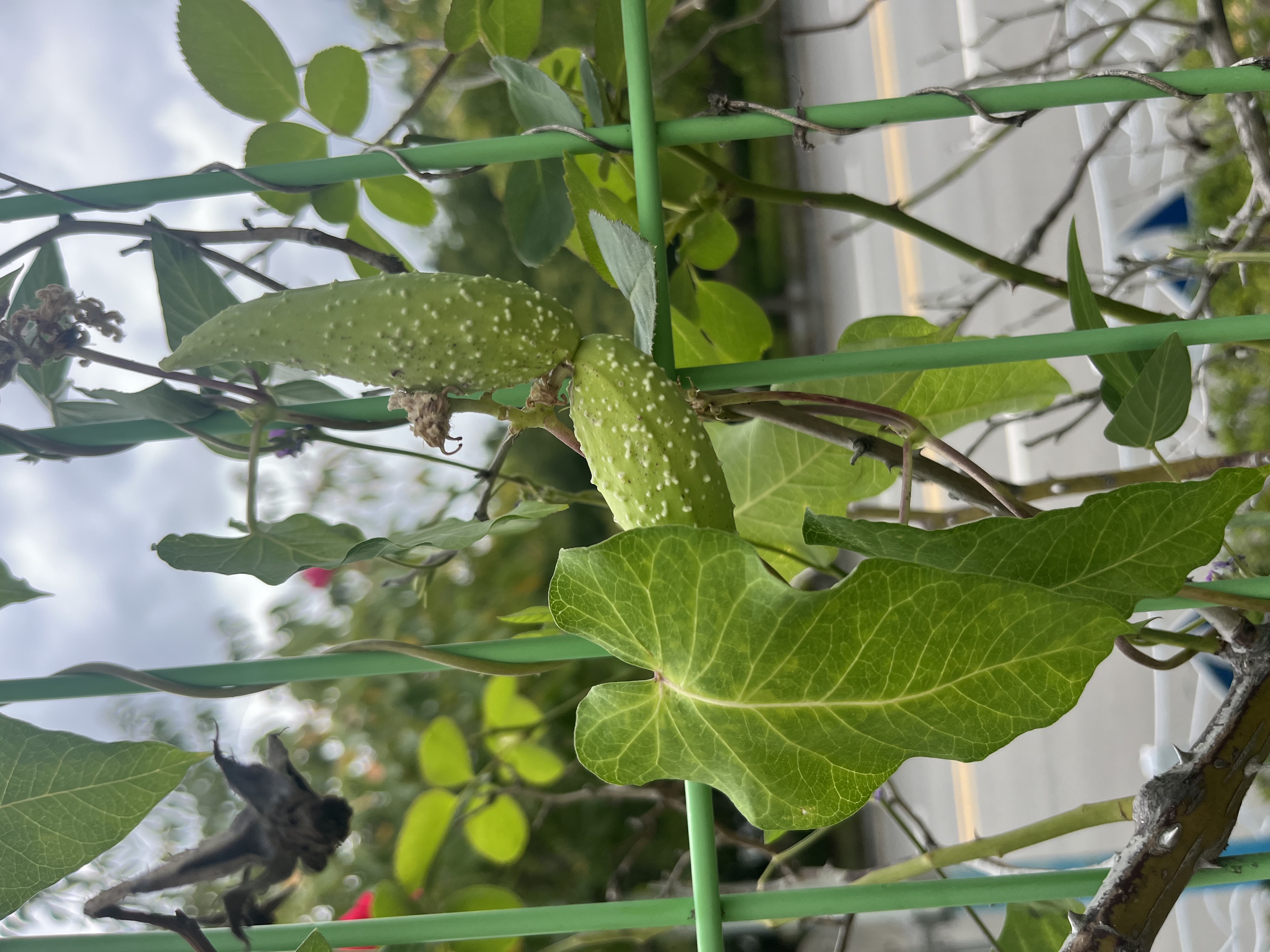 박주가리