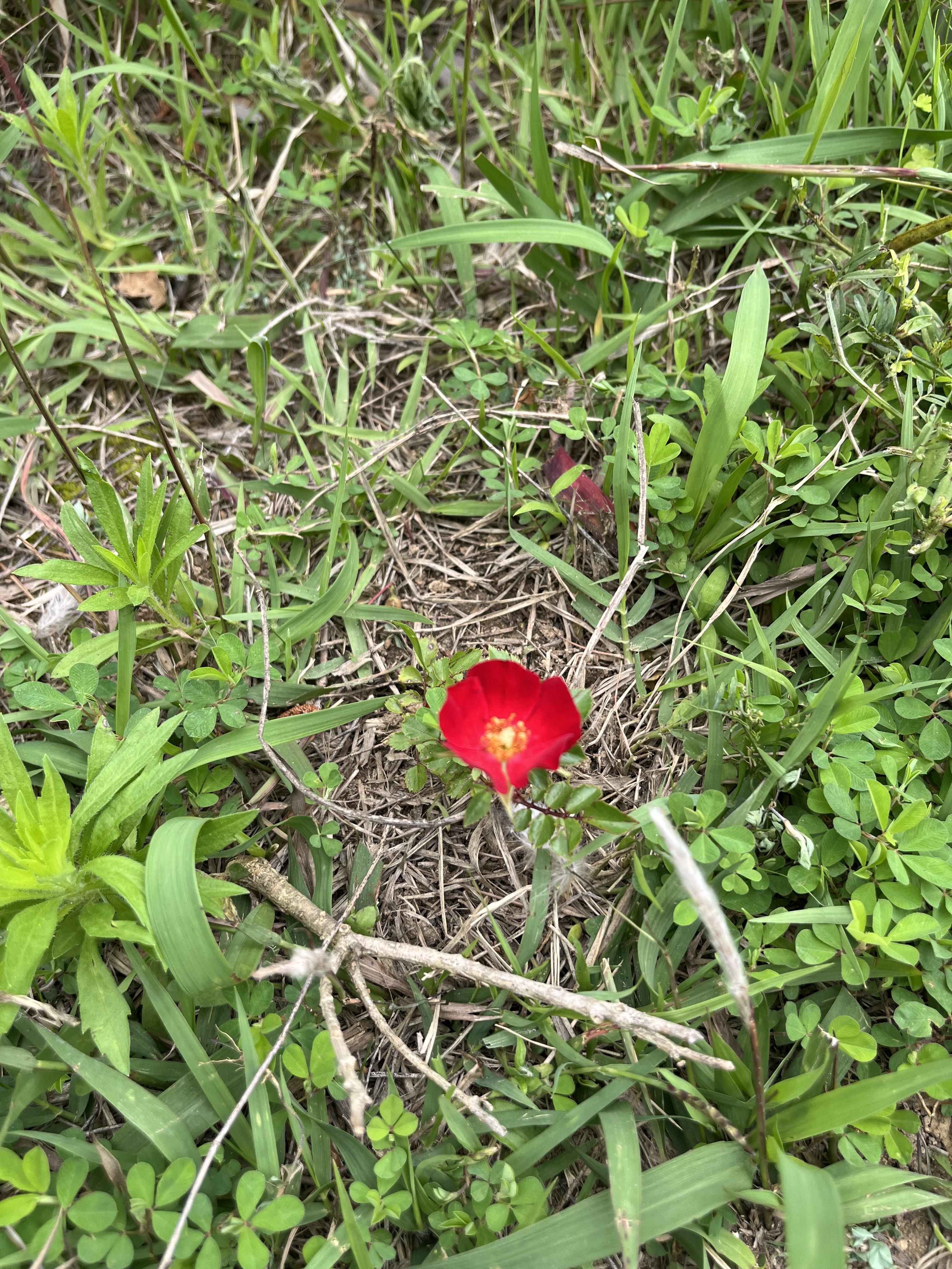 붉은찔레