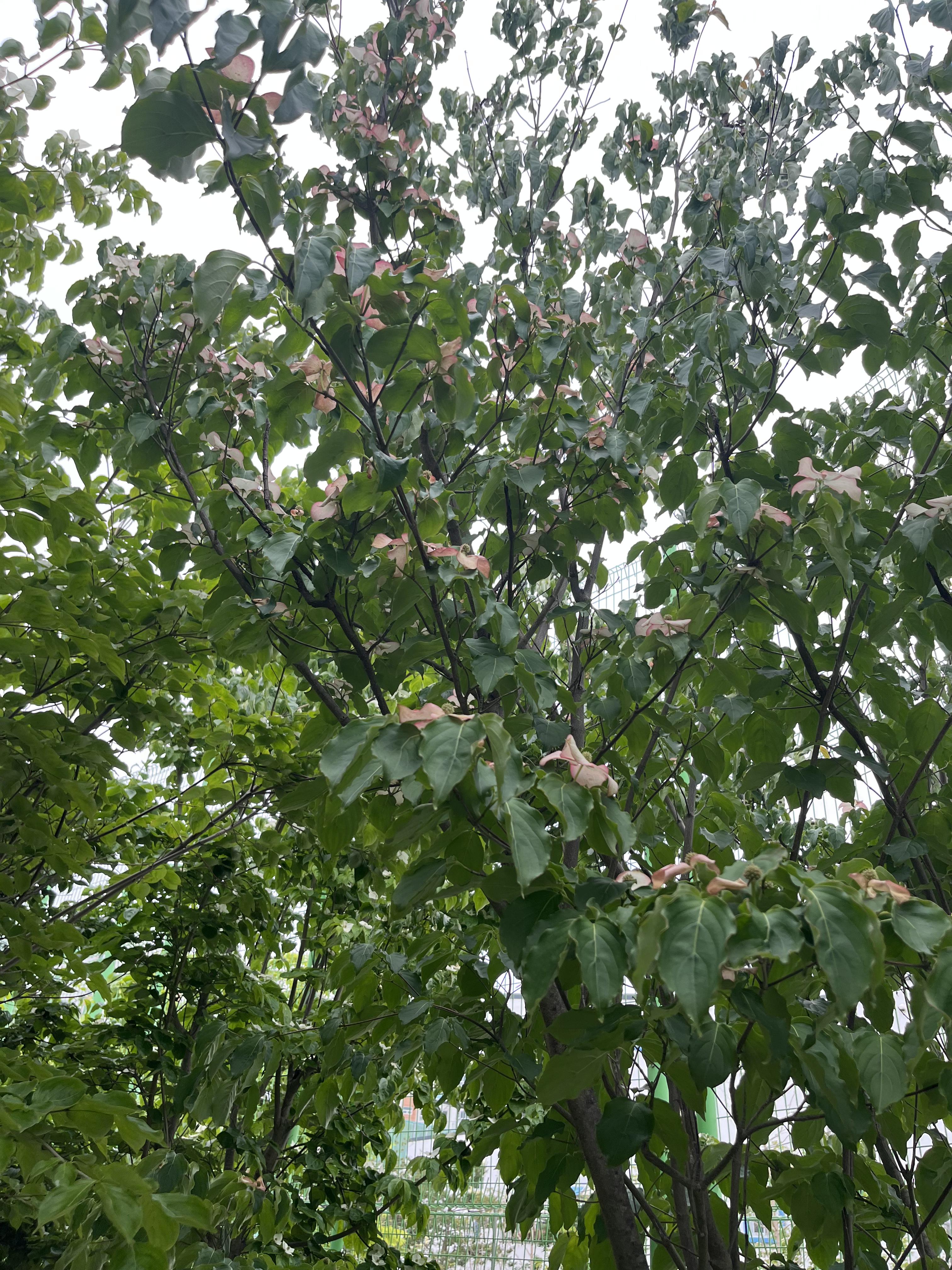 산딸나무