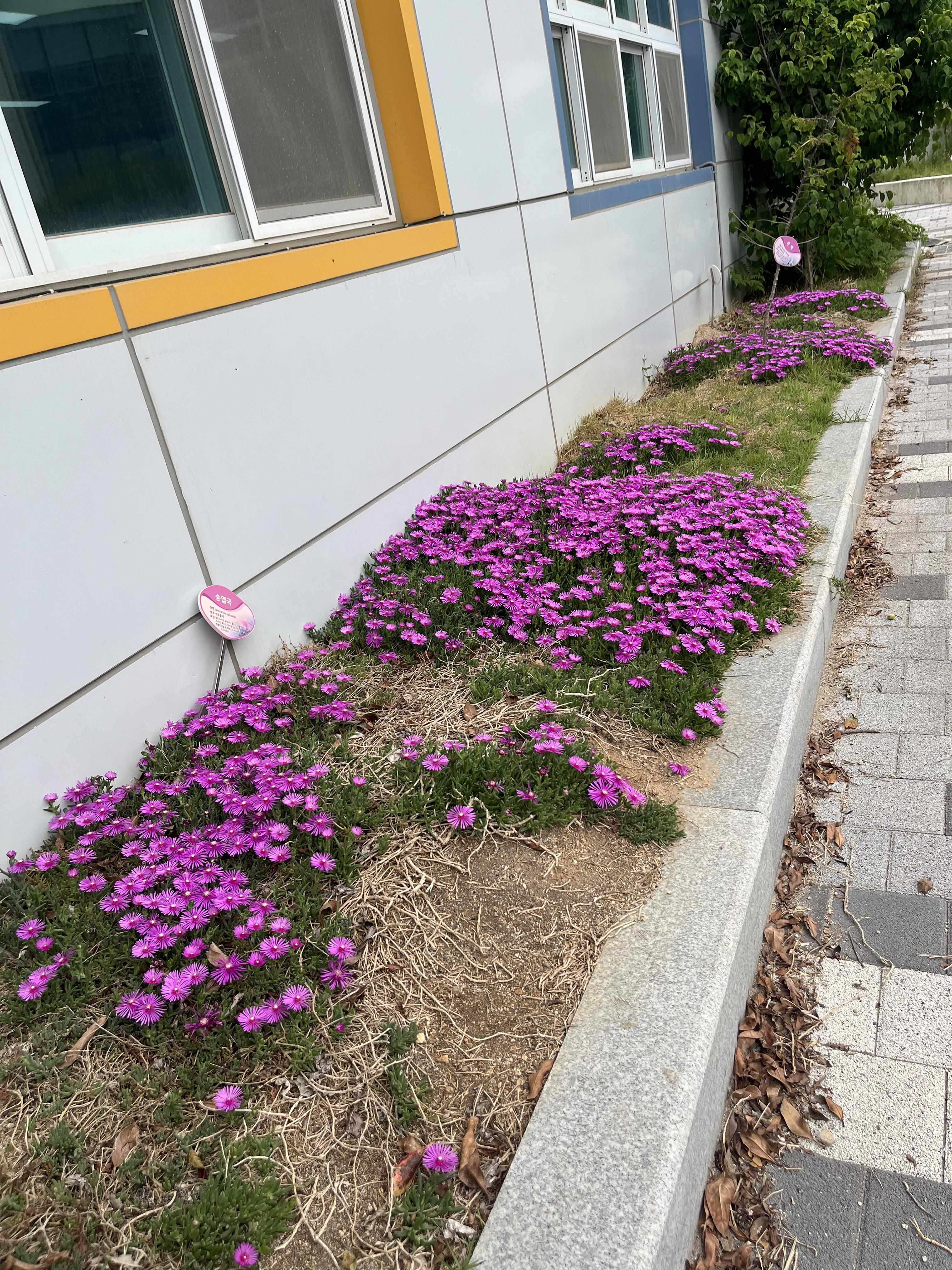 송엽국