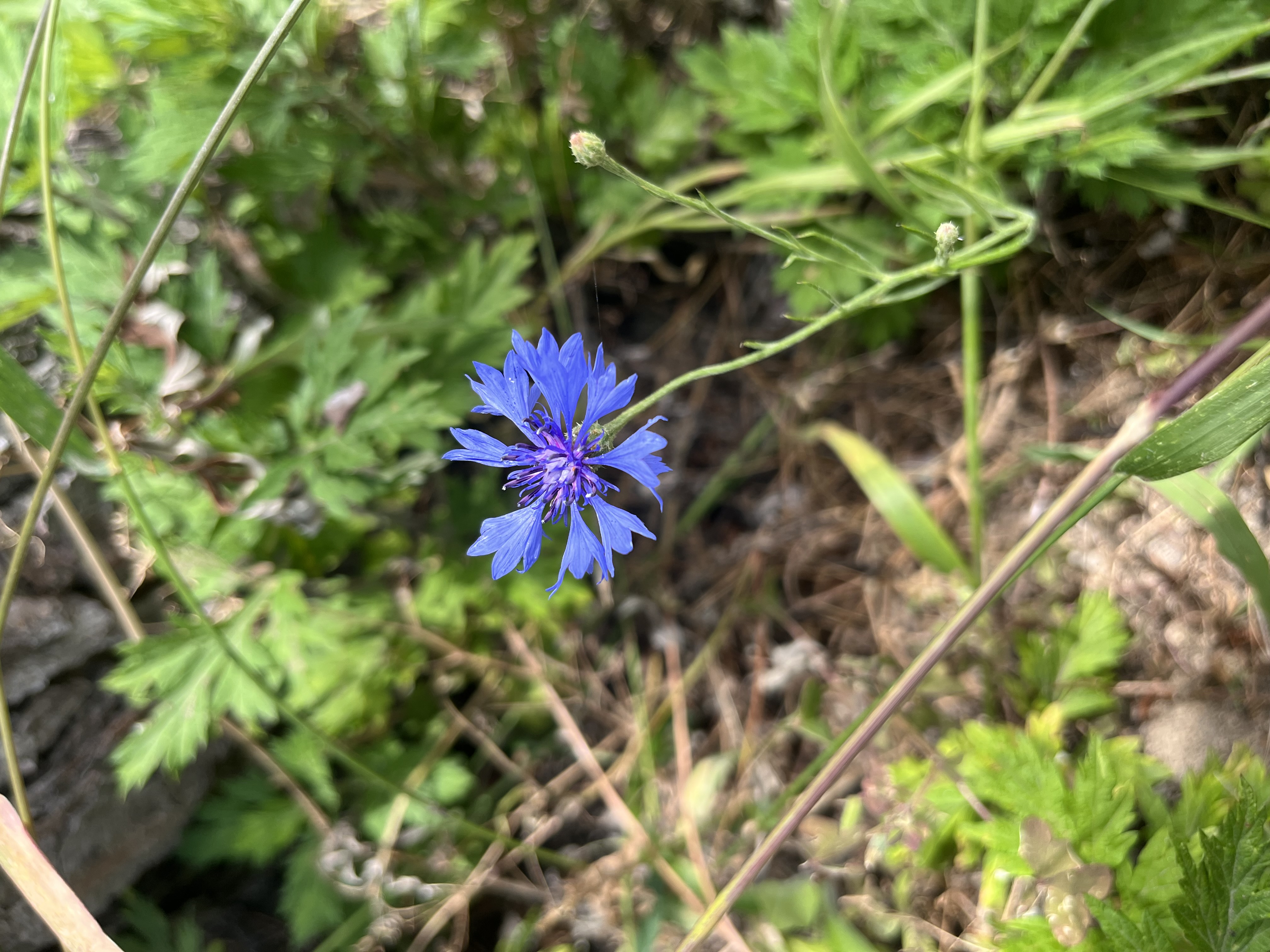 수레국화