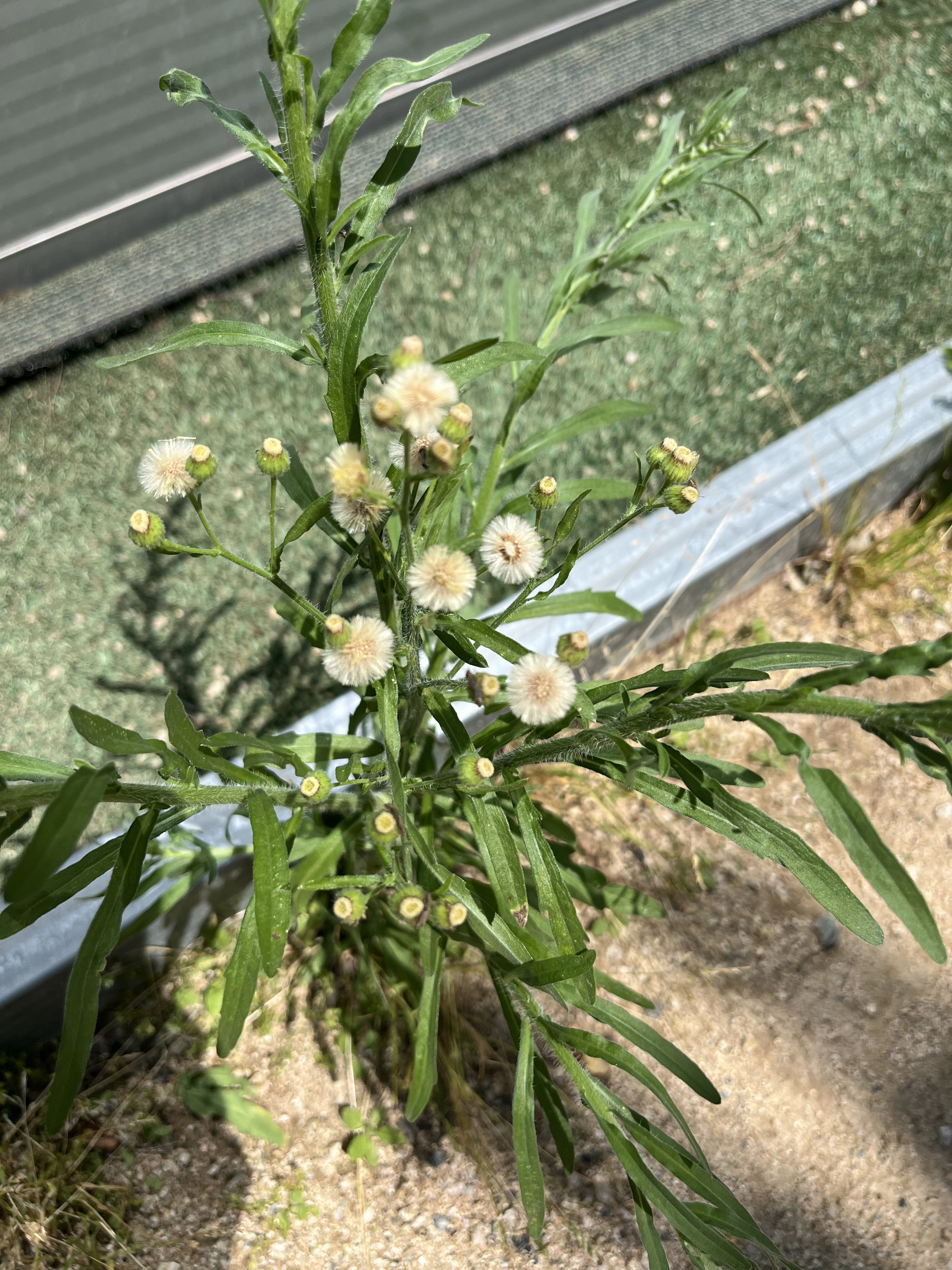 실망초