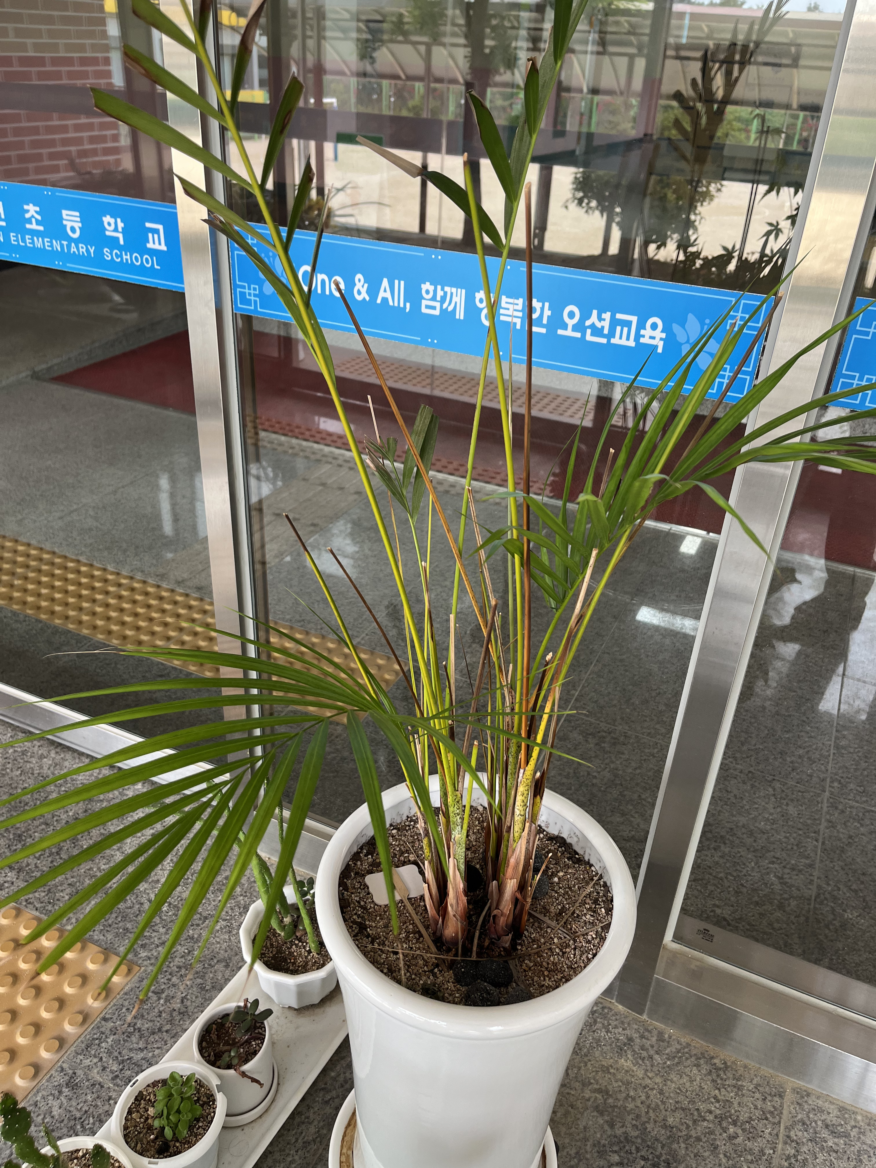 아레카야자