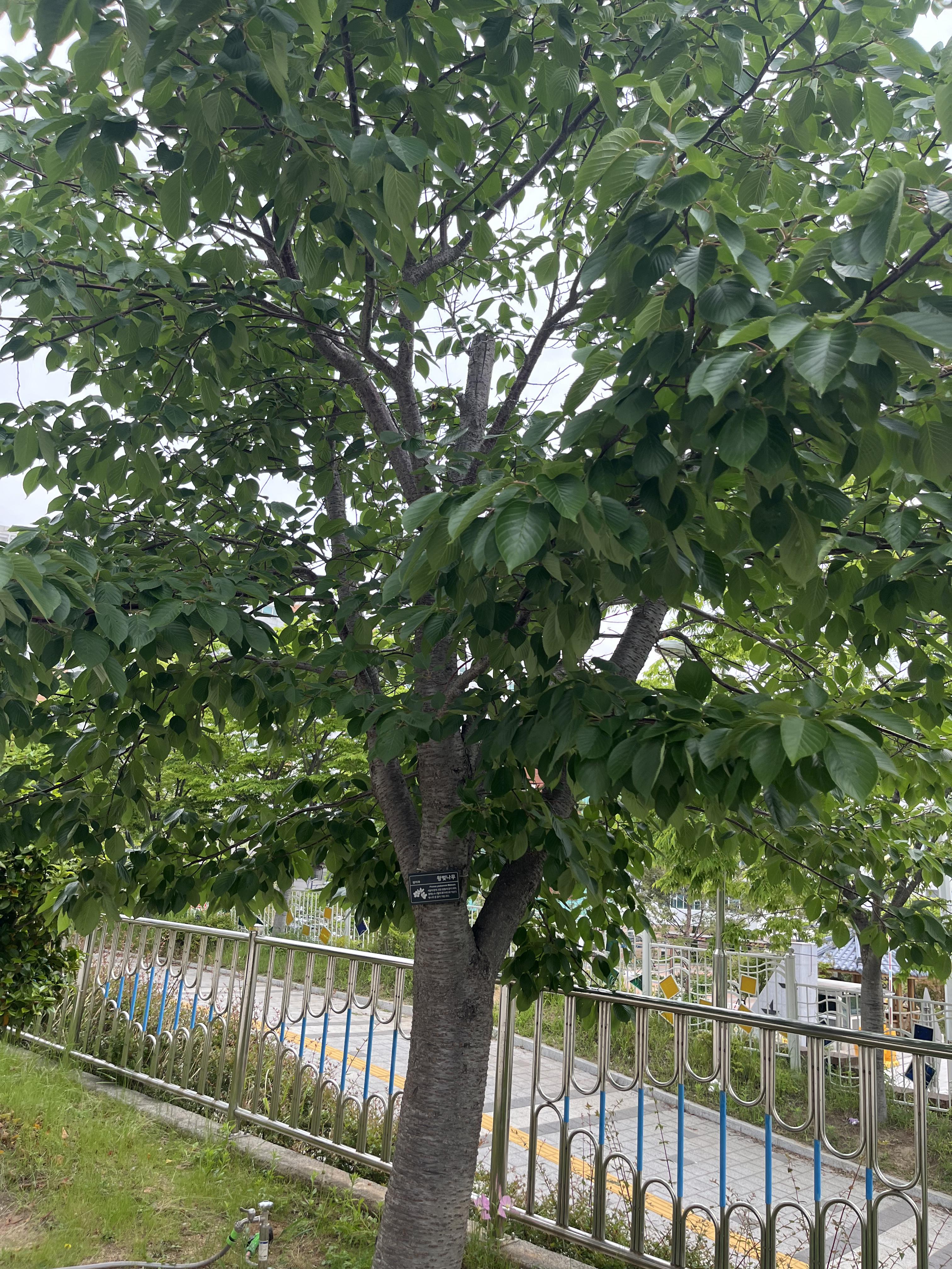 왕벚나무