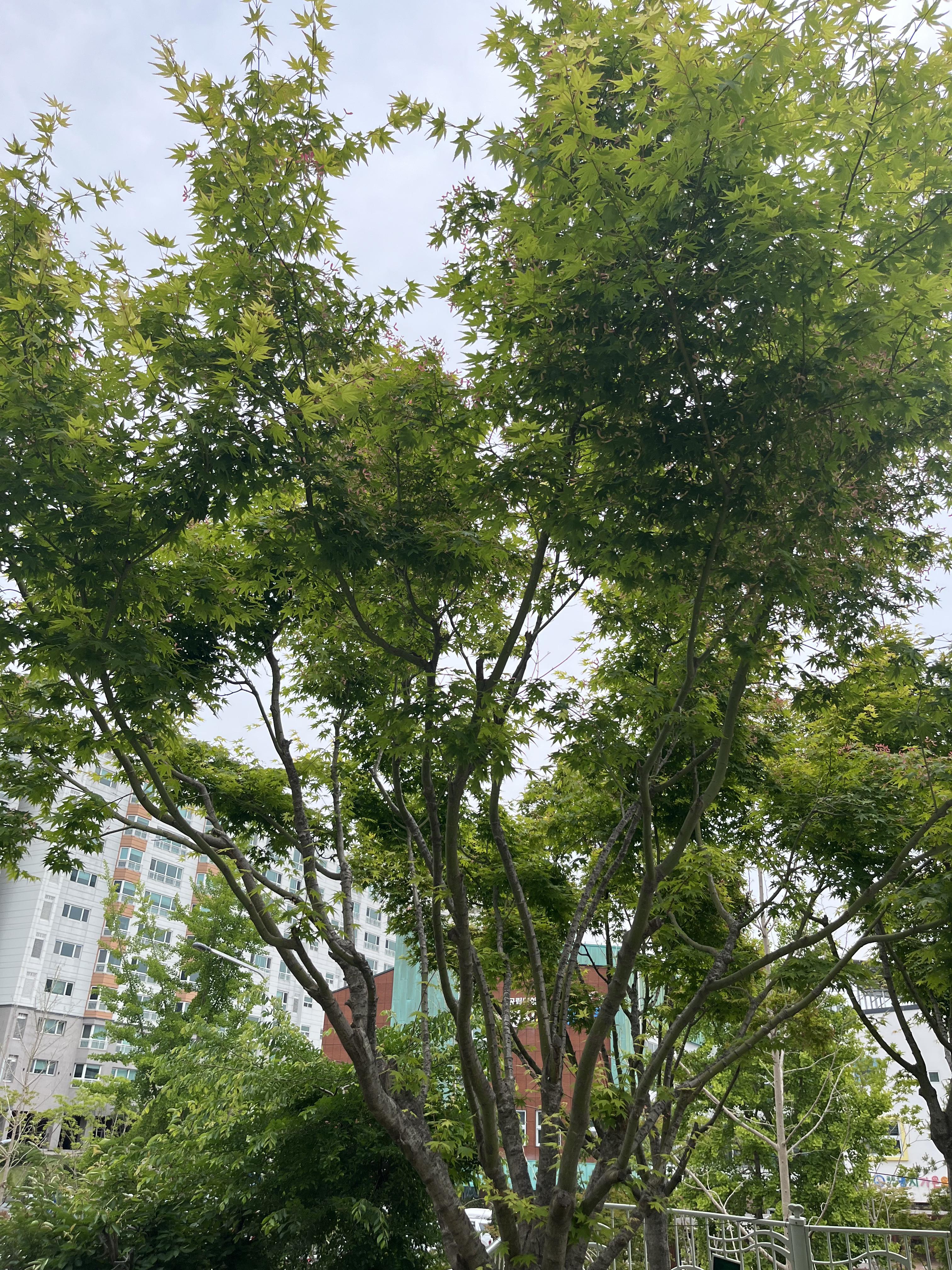 청단풍나무