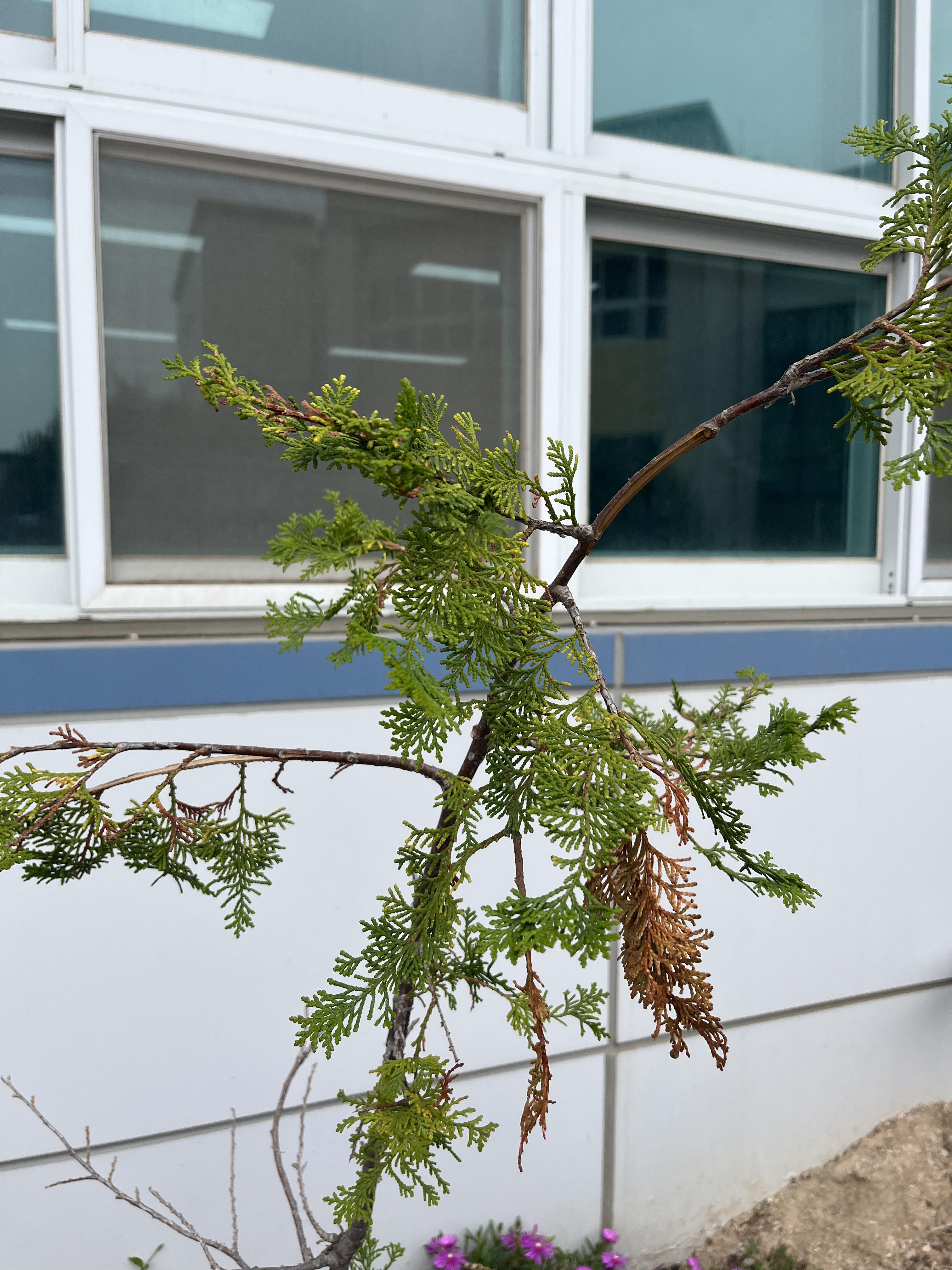 측백나무