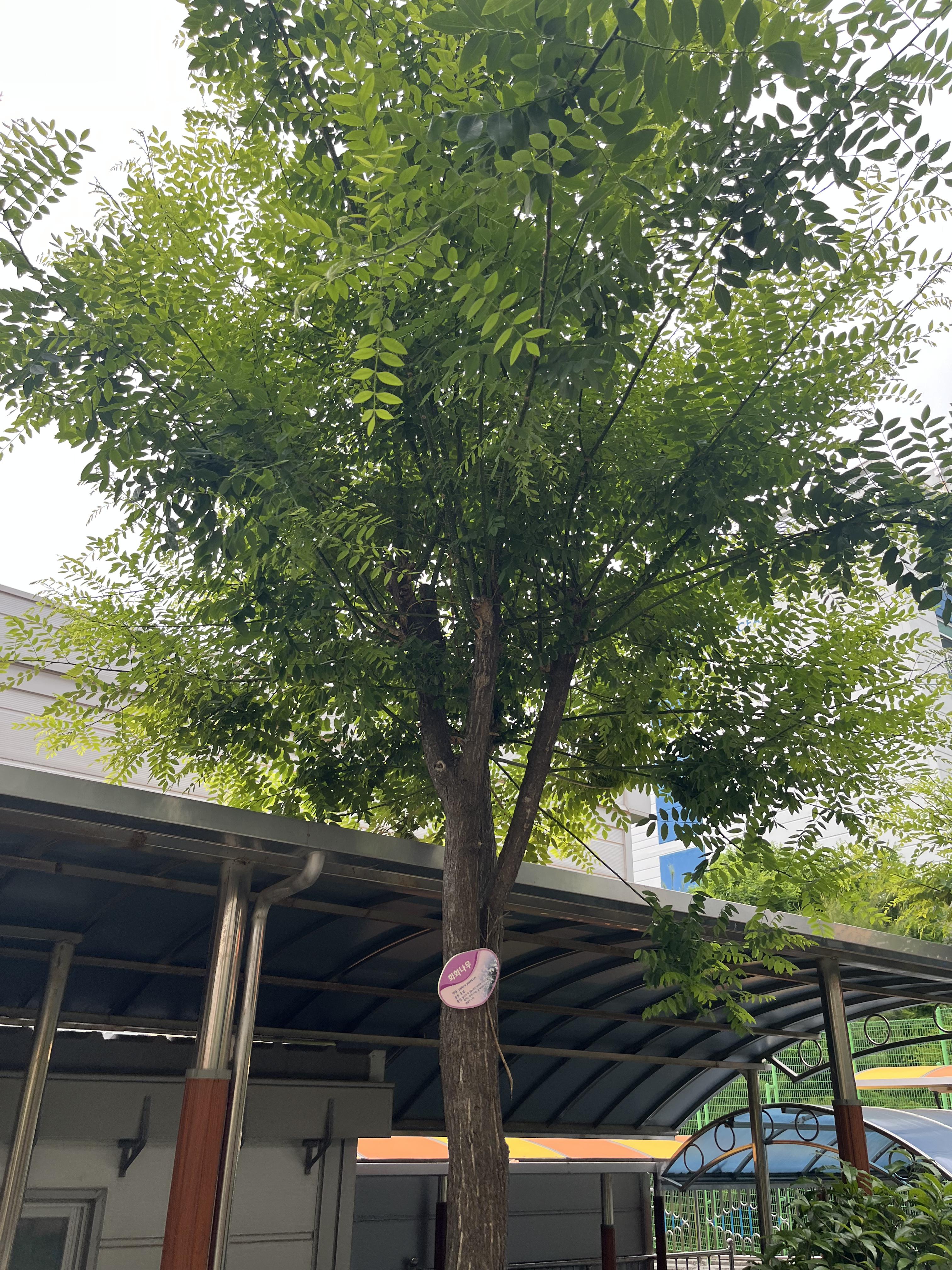회화나무