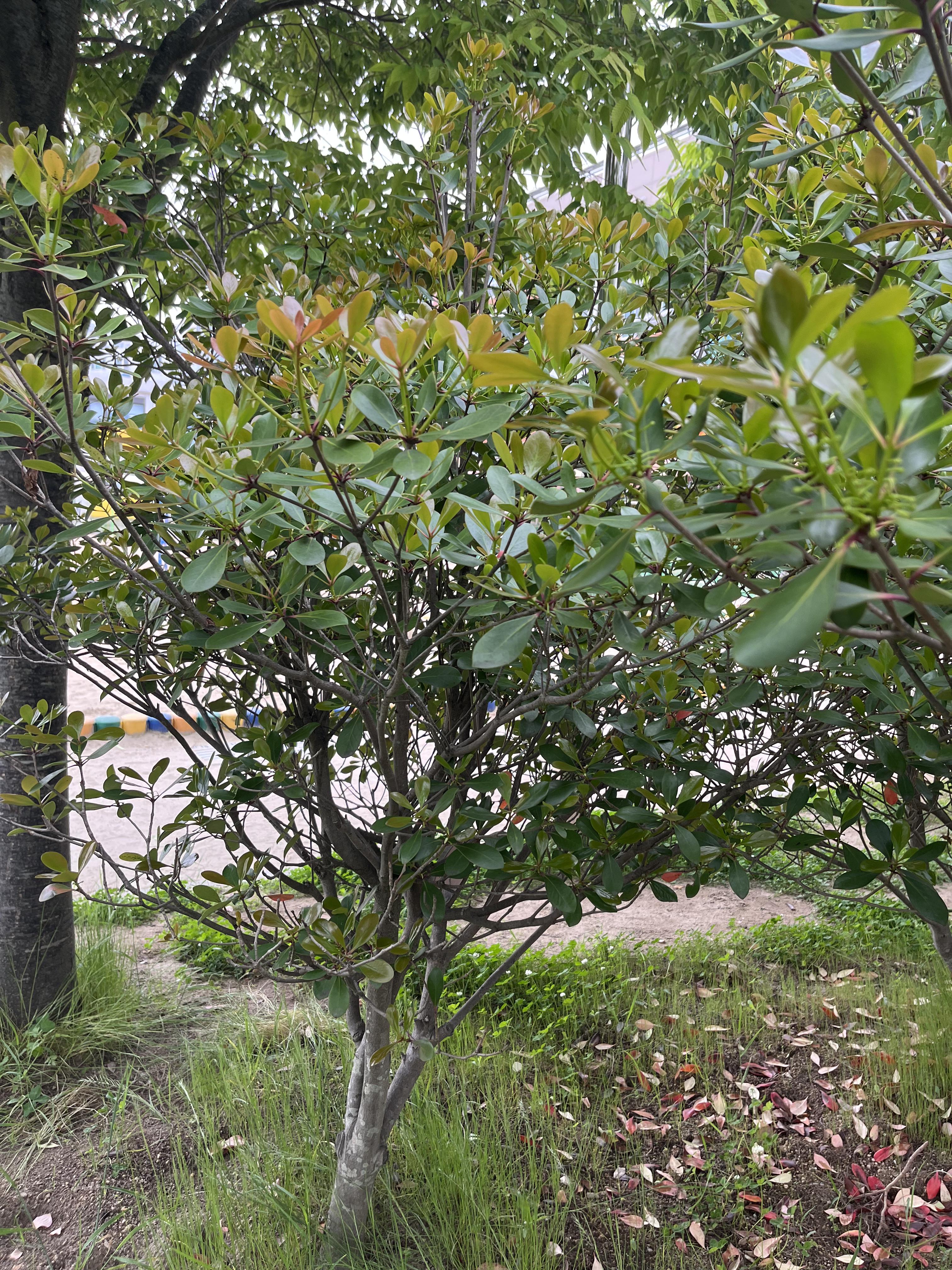 후피향나무
